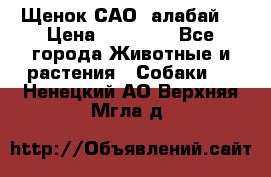 Щенок САО (алабай) › Цена ­ 10 000 - Все города Животные и растения » Собаки   . Ненецкий АО,Верхняя Мгла д.